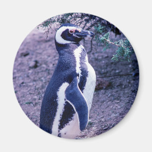 Imã Pinguim Mágico na Península Valdes - Argentina