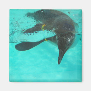 Imã Pinguim mergulha em água azul