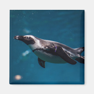 Imã Pinguim nadando no mar.
