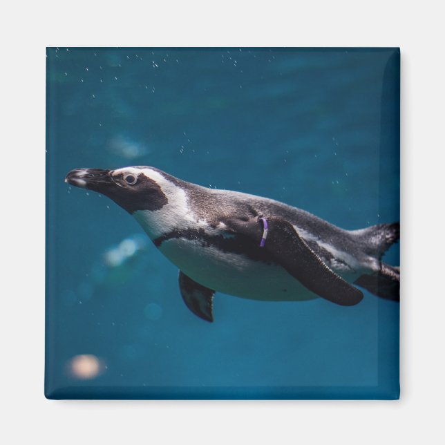 Imã Pinguim nadando no mar. (Frente)