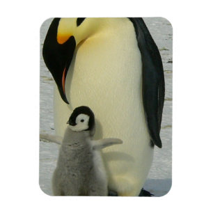 Ímã Pinguim Olhando para o Filhote