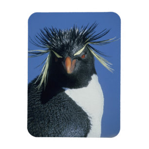Ímã Pinguim Saltador-rochoso (Eudyptes chrysocome)