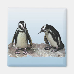 Imã Pinguins