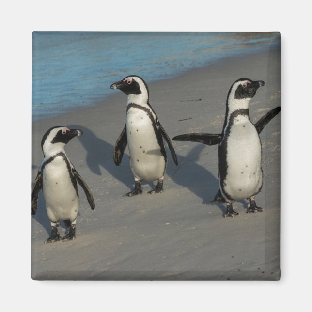 Imã Pinguins africanos | Sfeniscus Demersus (Frente)