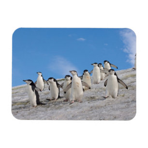 Ímã Pinguins Chinstrap   Pygoscelis Antártica