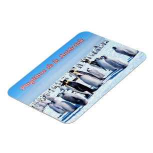 Ímã Pinguins da Antártica -