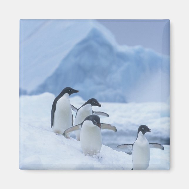 Imã Pinguins-de-adélia (Pygoscelis adeliae) no gelo, (Frente)