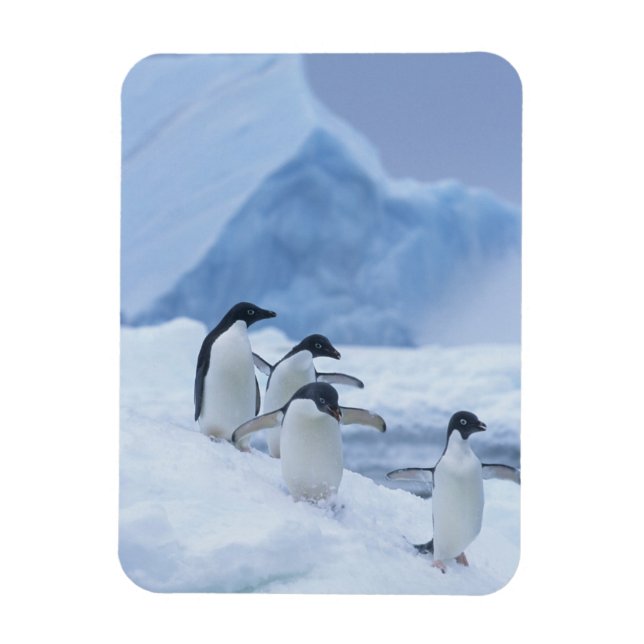 Ímã Pinguins-de-adélia (Pygoscelis adeliae) no gelo, (Vertical)