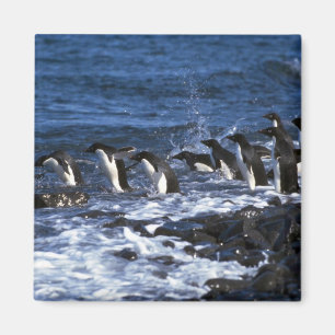 Imã Pinguins de Adelie