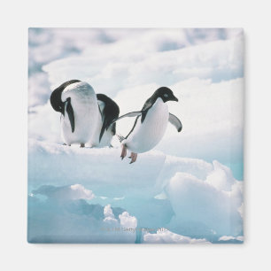 Imã Pinguins de Adelie (adeliae) do pygoscelis a