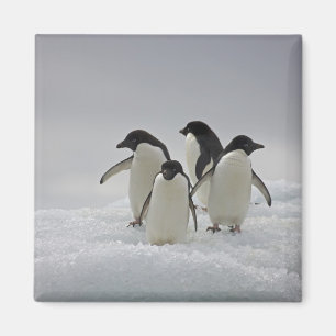 Imã Pinguins de Adelie em fluxos do gelo