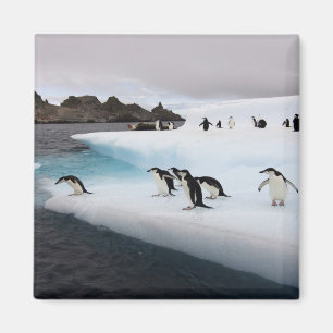 Imã Pinguins-de-barbicha