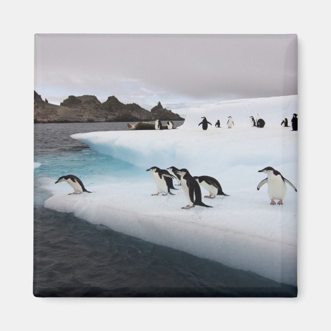 Imã Pinguins-de-barbicha (Frente)