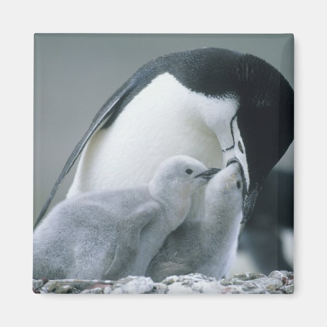Imã Pinguins-de-barbicha, Pygoscelis antarctica), (Frente)