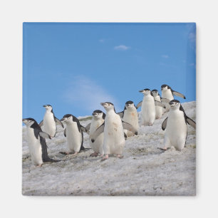 Imã Pinguins-de-barbicha Pygoscelis Antarctica