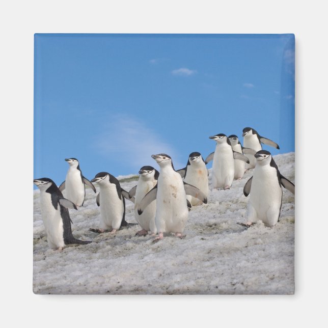 Imã Pinguins-de-barbicha | Pygoscelis Antarctica (Frente)