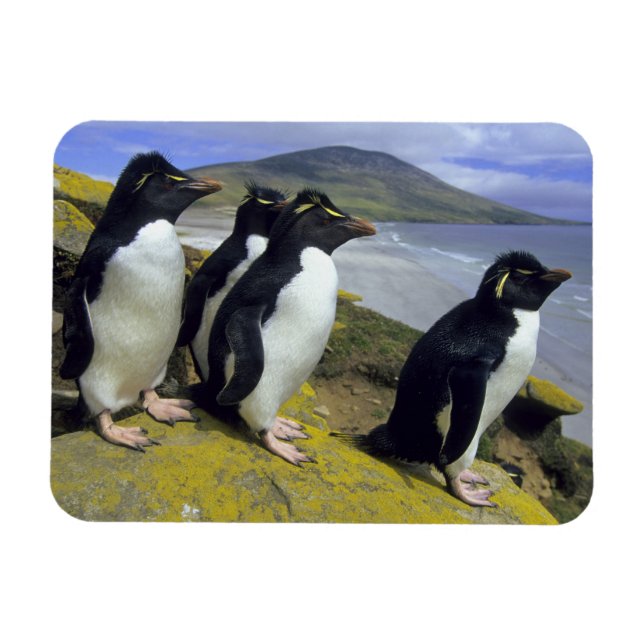 Ímã Pinguins-de-crista, (Eudyptes chrysocome), (Horizontal)