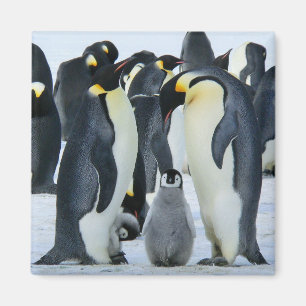Imã Pinguins de imperador