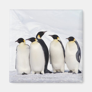 Imã Pinguins de imperador