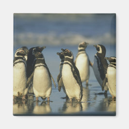 Imã Pinguins-de-magalhães, Spheniscus