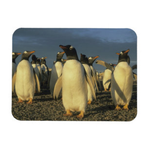 Ímã Pinguins-gentoo, (Pygoscelis papua), Falkland