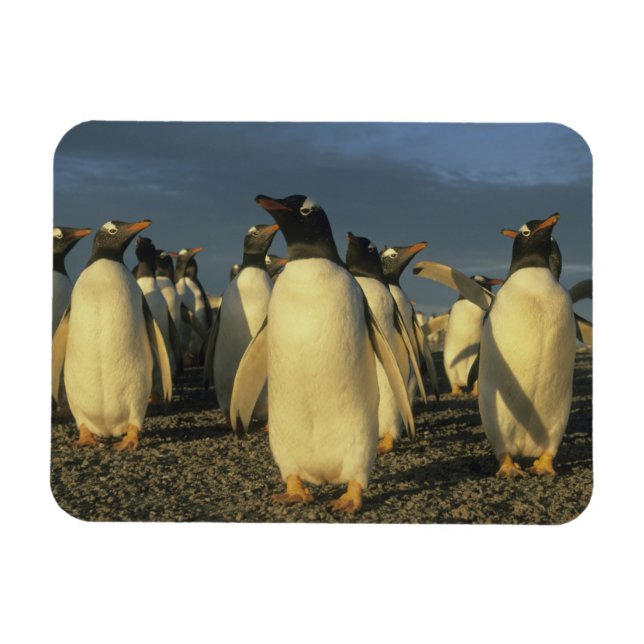 Ímã Pinguins-gentoo, (Pygoscelis papua), Falkland (Horizontal)