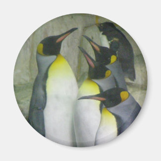 Imã Pinguins, ímã