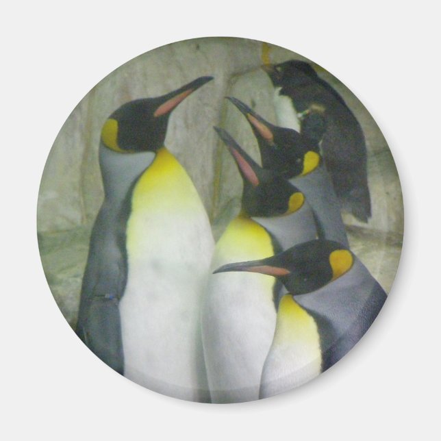 Imã Pinguins, ímã (Frente)