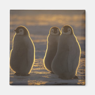 Imã Pinguins-imperadores