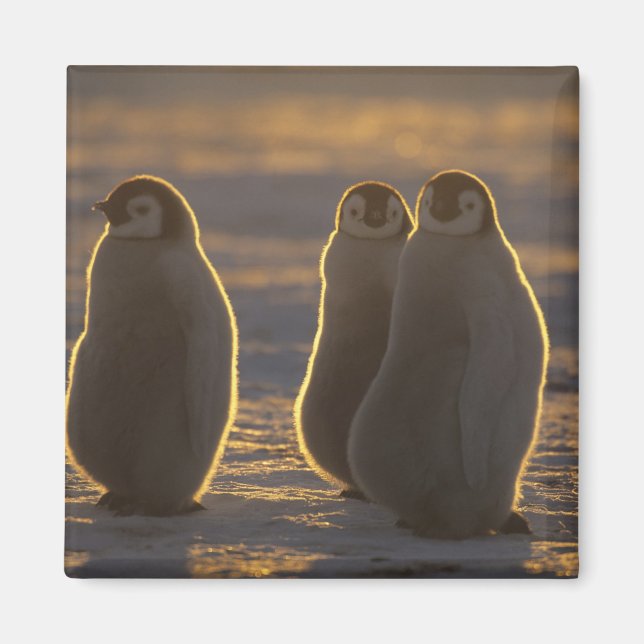 Imã Pinguins-imperadores (Frente)