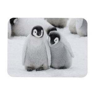 Ímã Pinguins-Imperadores Filhotes no Gelo na Antártida