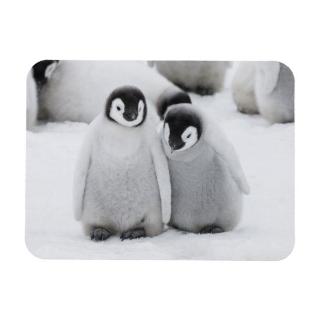 Ímã Pinguins-Imperadores Filhotes no Gelo na Antártida (Horizontal)