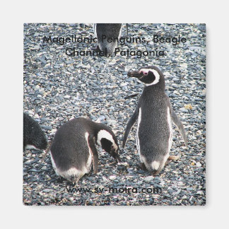 Imã Pinguins Magalhães, Canal da Beagle, Patagônia