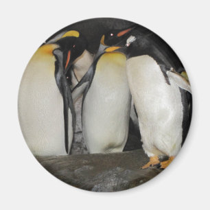 Imã Pinguins no jardim zoológico