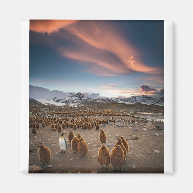 Imã Pinguins no Sunset (Frente)