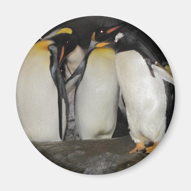 Imã Pinguins no zoológico (Frente)