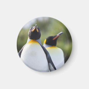 Imã Pinguins-rei