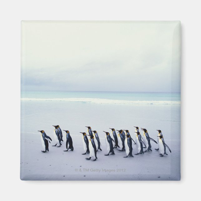 Imã Pinguins-rei (Aptenodytes patagonicus) (Frente)