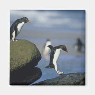 Imã Pinguins Rockhopper, Eudyptes chrysocome),