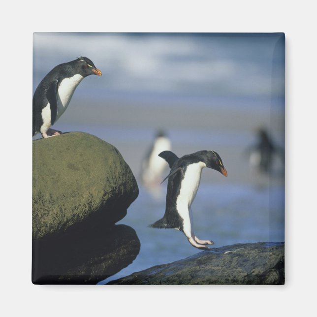 Imã Pinguins Rockhopper, Eudyptes chrysocome), (Frente)