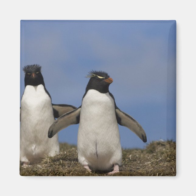 Imã Pinguins Saltadores Eudyptes chrysocome (Frente)
