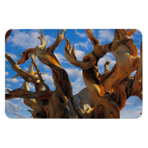 Ímã Pinheiro Bristlecone