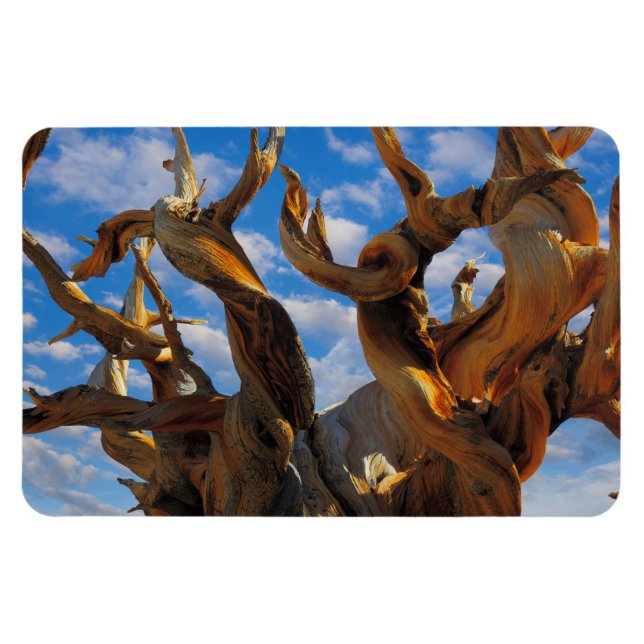 Ímã Pinheiro Bristlecone (Horizontal)
