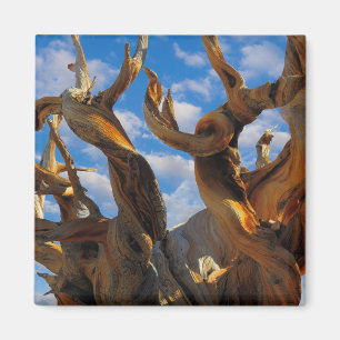 Imã Pinheiro Bristlecone