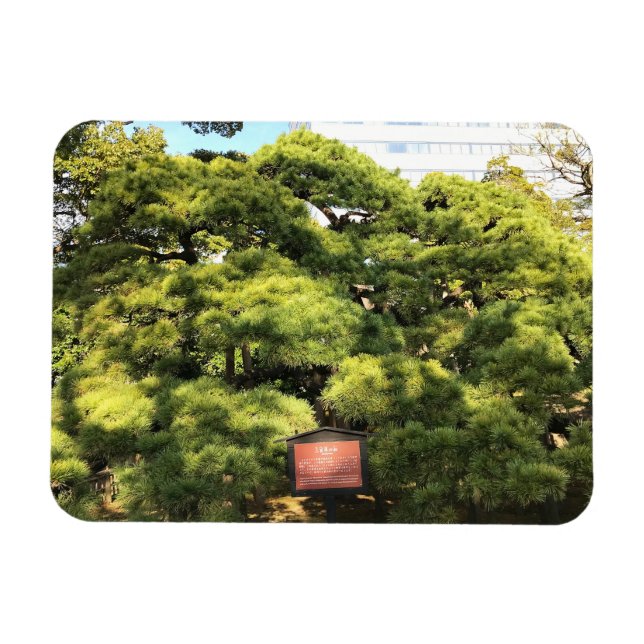 Ímã Pinheiros com 300 anos (Horizontal)