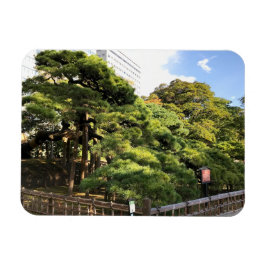 Ímã Pinheiros com 300 anos