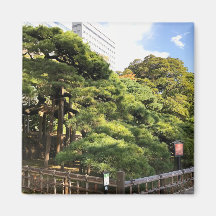 Pinheiros com 300 anos