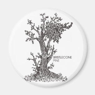 Imã Pinho de Bristlecone