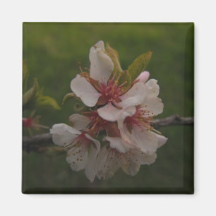 Imã Pink Cherry Blossoms na foto de fundo verde