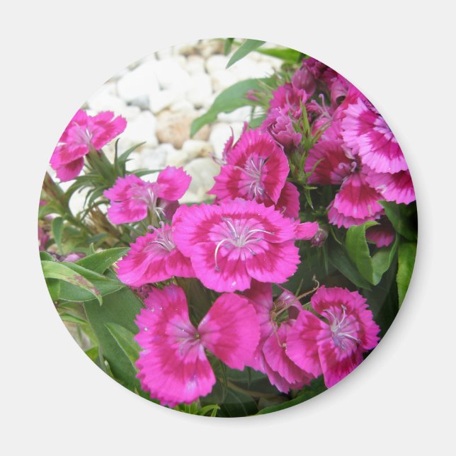 Imã Pink Dianthus/Sweet William (Frente)